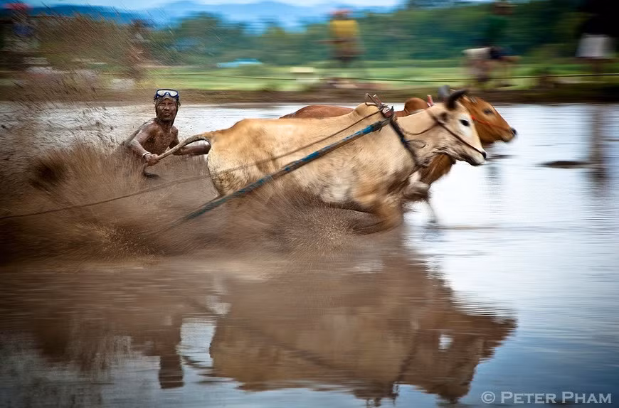 Đua bò kéo Pacu Jawi