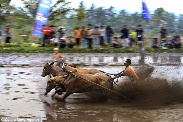 Mục đích chính của cuộc thi Pacu Jawi là để trình diễn sức mạnh của những con bò giống nhằm thu hút người mua trả giá cao.