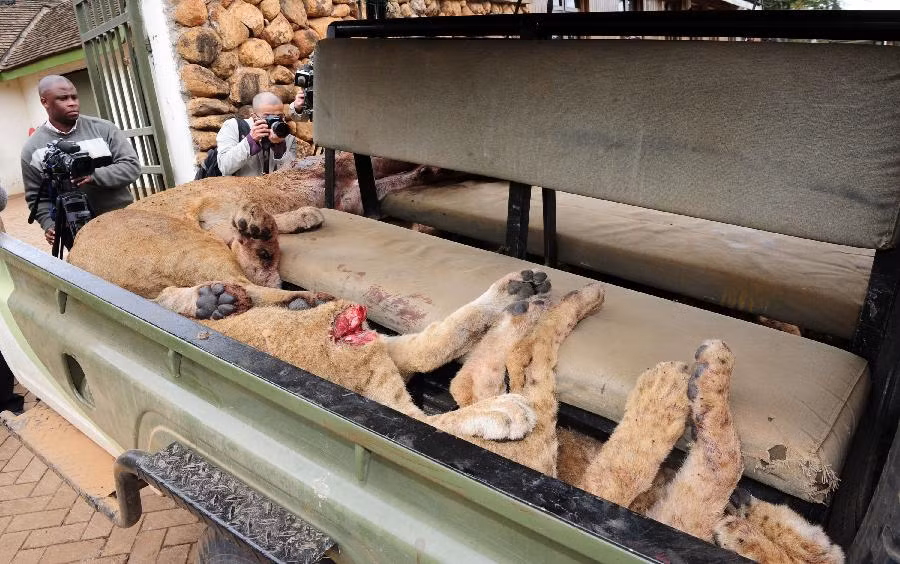 Các nhân viên kiểm lâm tại công viên bảo tồn động vật hoang dã Kenya đã lên đường tìm kiếm lũ sư tử sau khi nhận được tin báo chúng đi lạc tới khu dân cư.