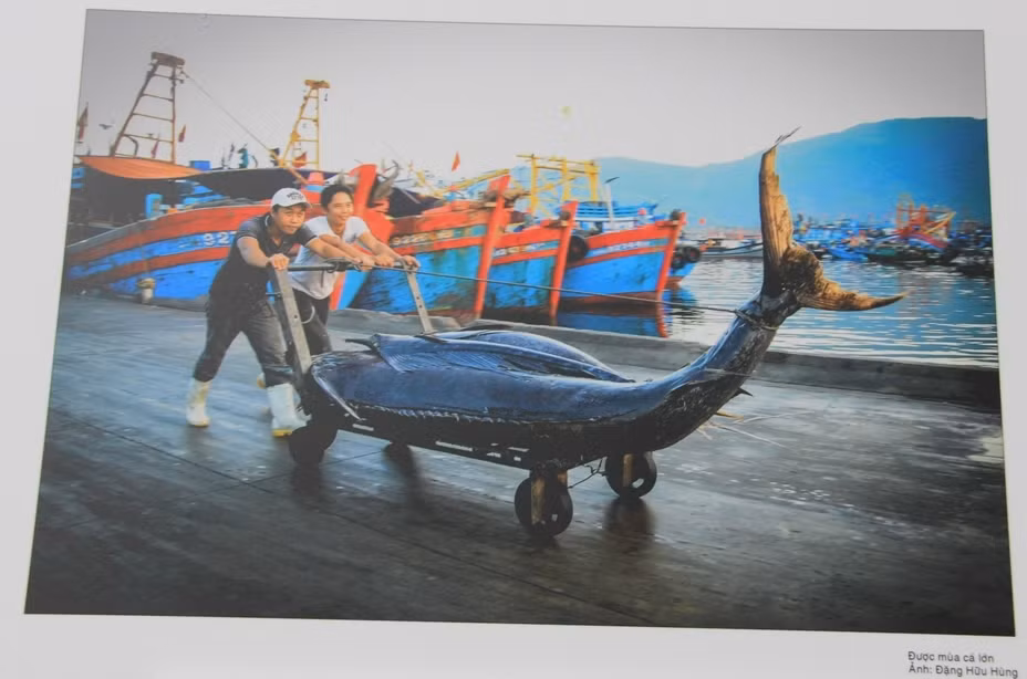 Được mùa cá lớn. Ảnh: Hữu Hùng