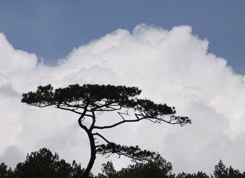 Thông năm lá trên nền trời tây nguyên xanh.