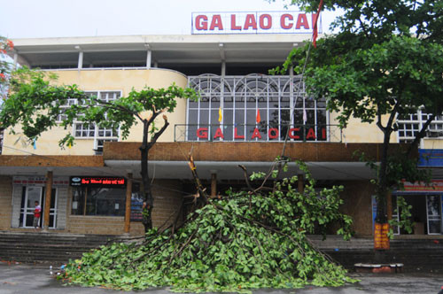 Cây đổ ngay trước cửa Ga Lào Cai.