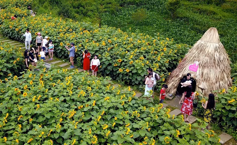 Đồi hoa hướng dương Fansipan. Đồi hoa hướng dương Fansipan.