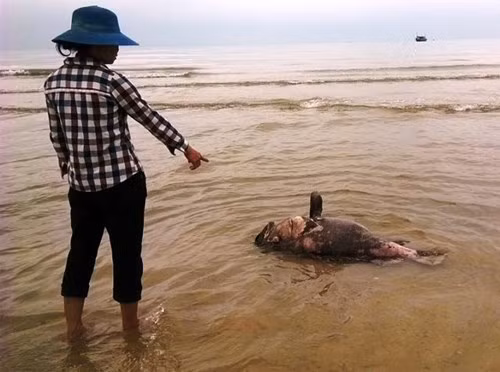 Con cá nặng khoảng 30 kg chết trôi dạt vào bờ biển xã Cảnh Dương, huyện Quảng Trạch. (Ảnh. Huy Hoàng) Con cá nặng khoảng 30 kg chết trôi dạt vào bờ biển xã Cảnh Dương, huyện Quảng Trạch. (Ảnh. Huy Hoàng)