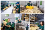 Hợp tác xã nông nghiệp sạch mang lại sinh kế bền vững cho người dân vùng cao Võ Nhai